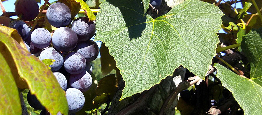From Annuals such as Corn to Perennials such as Grapes and Apples ...