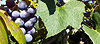 Chana Kniebes - Grapes on the Vine Photo